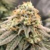 Buy green goblin cannabis seeds vienna