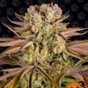 buy pineapple express weed seeds vienna