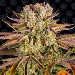 buy pineapple express weed seeds vienna