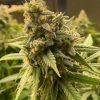 buy pineapple haze seeds vienna