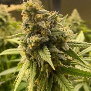 buy pineapple haze seeds vienna