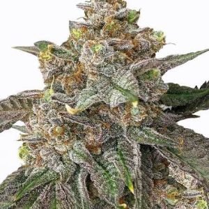 Rainbow Runtz Seeds