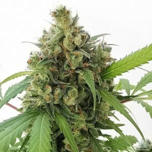 Strawberry Amnesia Seeds
