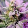 Buy Purple Thai cannabis Seeds vienna