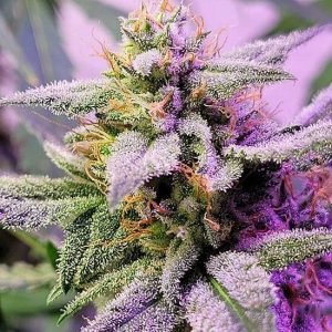Buy Purple Thai cannabis Seeds vienna
