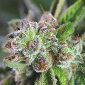 Watermelon Zkittlez Seeds