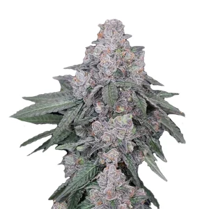 Purple Urkle Seeds