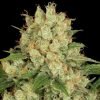Buy ak 47 marijuana seeds online austria
