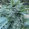  Buy Blue Zkittlez Feminized Seeds Vienna