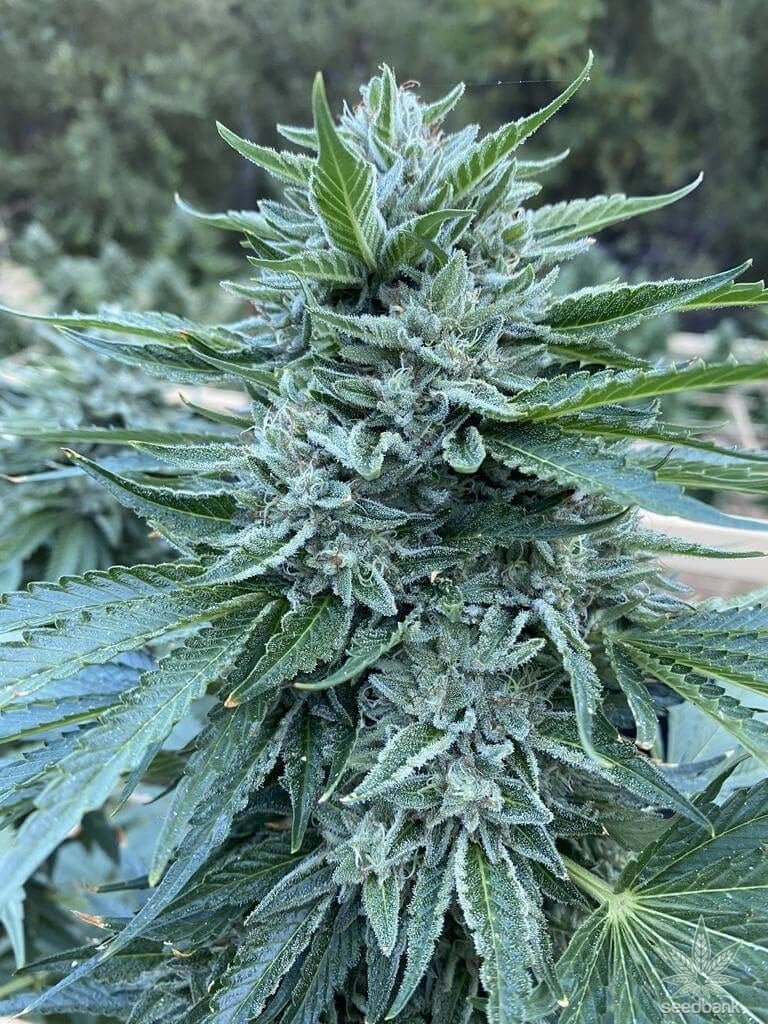 Buy Blue Zkittlez Feminized Seeds Vienna
