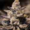 Buy Fuel DOG feminised Seeds Vienna 