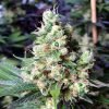 NYC Diesel Seeds