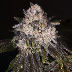 Strawberry Shortcake Seeds