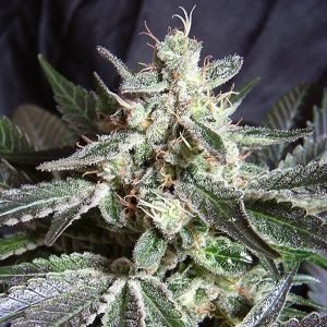 Buy Lemon Jack cannabis Seeds vienna