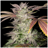  Buy Ice Cream Cake cannabis Seeds vienna