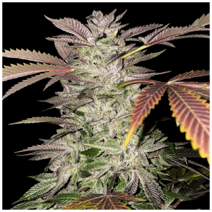  Buy Ice Cream Cake cannabis Seeds vienna