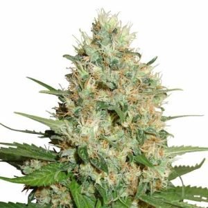 Trainwreck Seeds