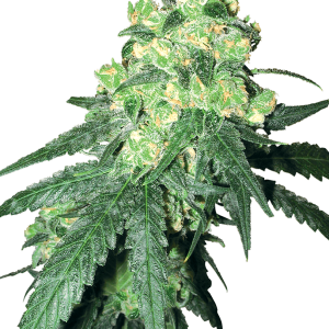 White Rhino Seeds