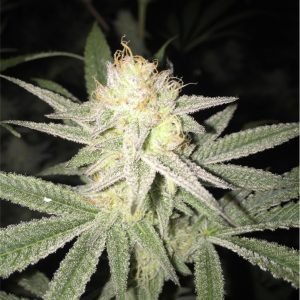 White Buffalo Seeds
