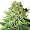 buy northern lights cannabis seeds vienna