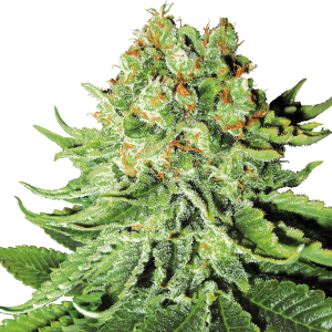 buy northern lights cannabis seeds vienna