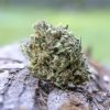 Buy Gelonade Cannabis Strain Vienna