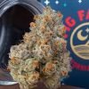 Buy Fig Farms Krypto Chronic Vienna